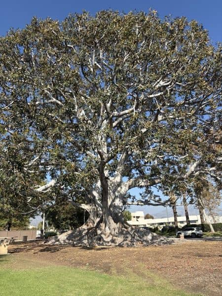 Big Tree Park and Historical Marker - Image 4