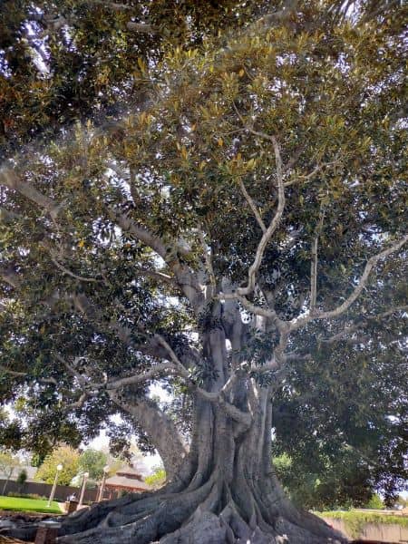 Big Tree Park and Historical Marker - Image 2