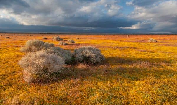Antelope Valley - Image 2