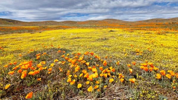 Antelope Valley - Image 3