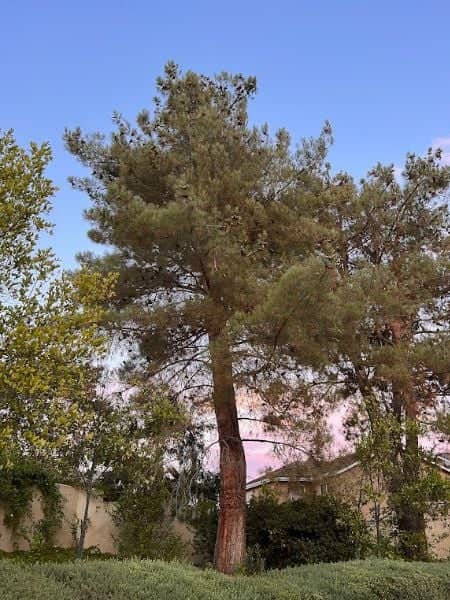 Russell Ranch Park - Image 3