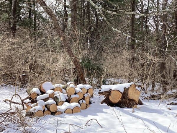 Hope Goddard Iselin Preserve - Image 2