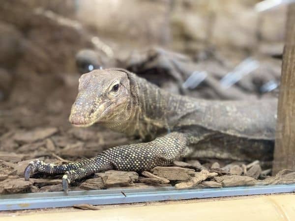 The Reptile Zoo - Image 1