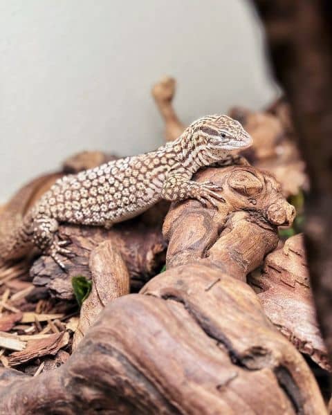 The Reptile Zoo - Image 4