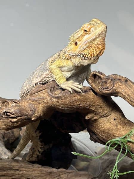 The Reptile Zoo - Image 3