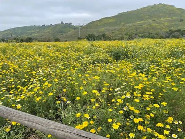 Northwest Open Space - Image 1