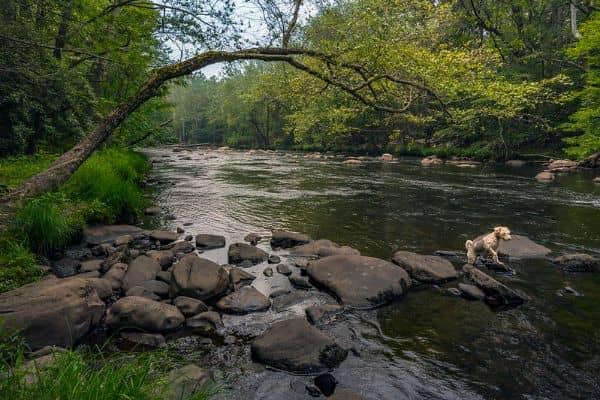 Mongaup River Trail - Image 3