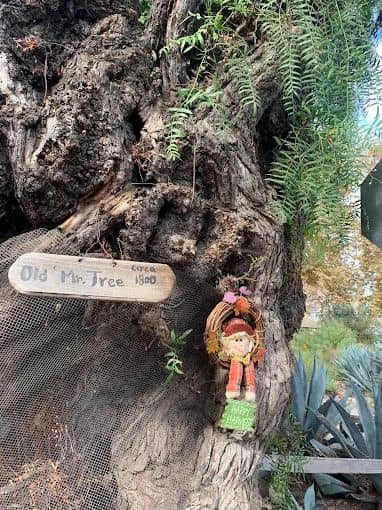 Old Mr. Tree - Image 1