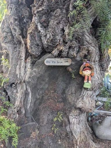 Old Mr. Tree - Image 3