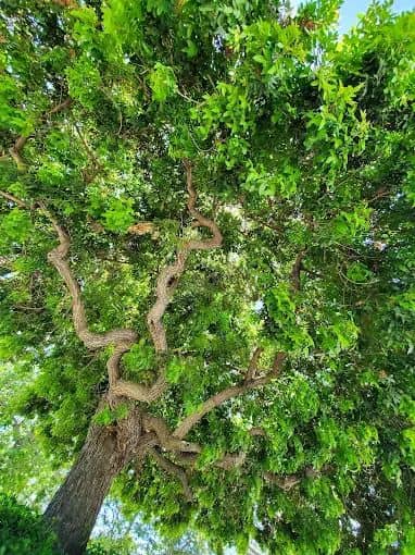 Knotty Pine Park - Image 2