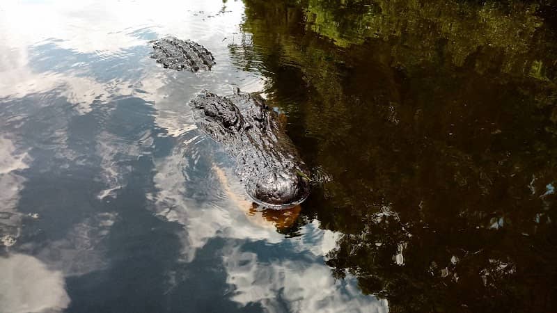 Cajun Tours & Cruises Inc - Image 1