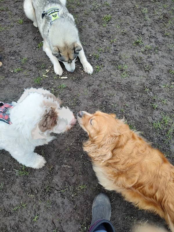 Di's Dog Garden and Sighthound Sanctuary - Image 1