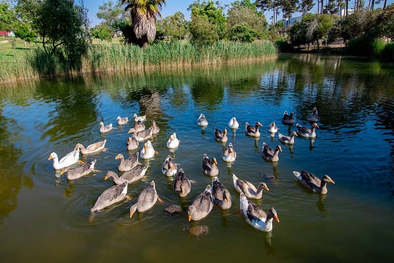 Lago do Parque Central - Image 1