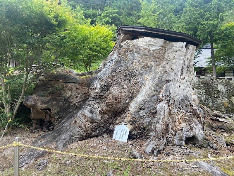 霊泉寺の大ケヤキ - Image 1
