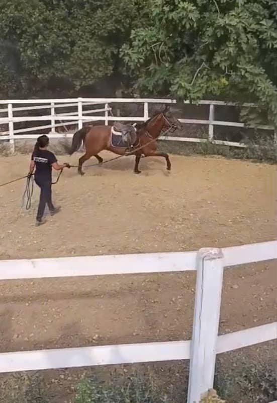 Il Maneggio di Littu, escursioni a cavallo - Image 1