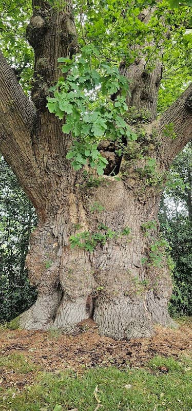 Ripley Big Tree - Image 1