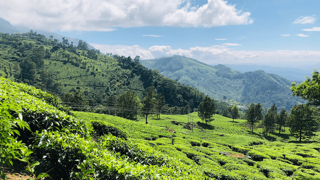 Tea Valley Photo Point - Image 1