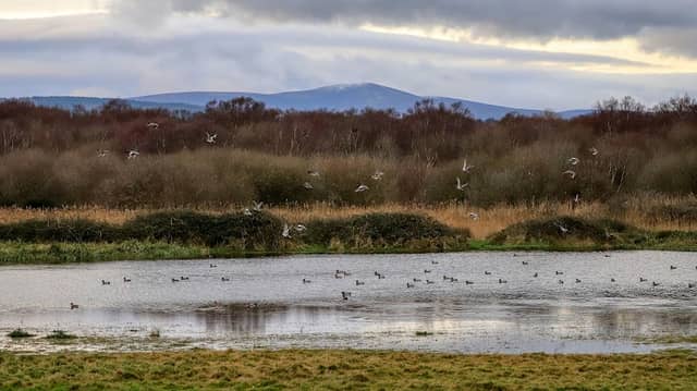 BirdWatch Ireland's East Coast Nature Reserve - Image 1