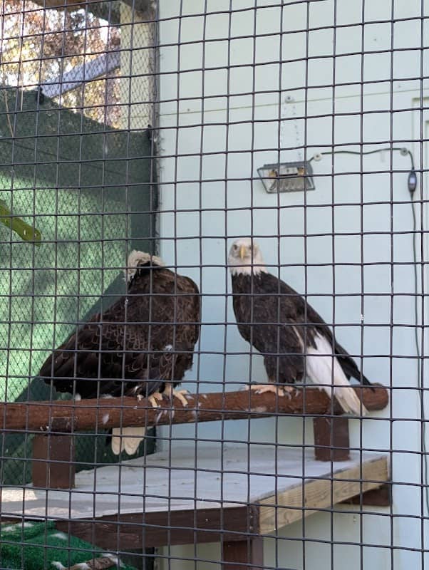 Raptor Aviary @ The Calusa Nature Center & Planetarium - Image 1