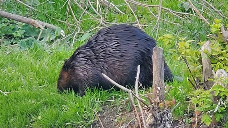 Pine Creek - Image 2