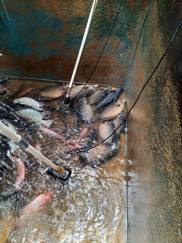 AquaRegia Fish Farm - Image 1