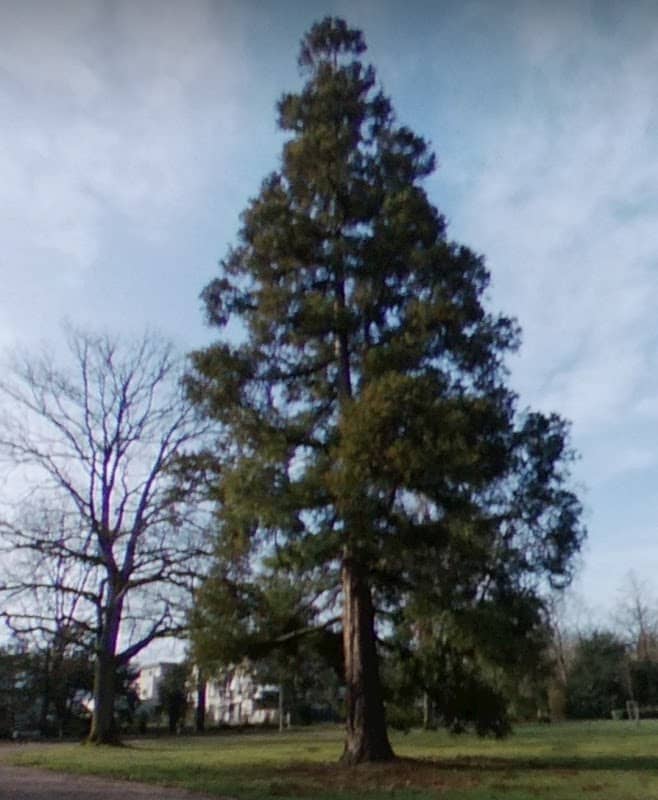 Küstenmammutbaum (Sequoia sempervirens). - Image 1