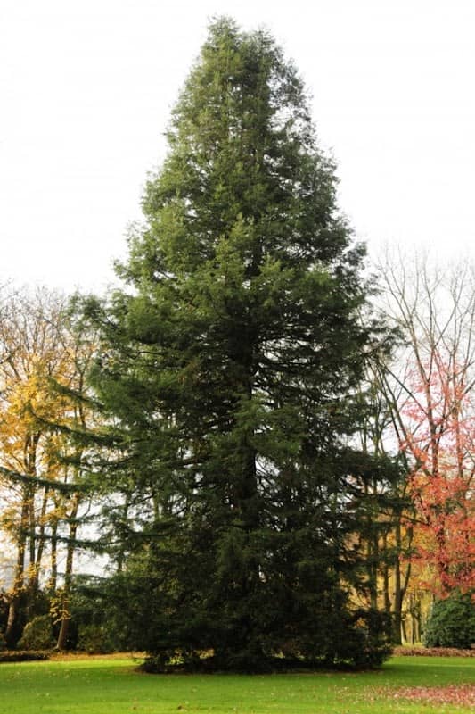 Küstenmammutbaum (Sequoia sempervirens). - Image 2