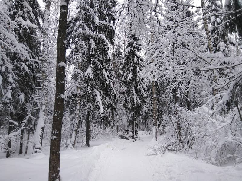 Vidnovskiy Lesopark - Image 1