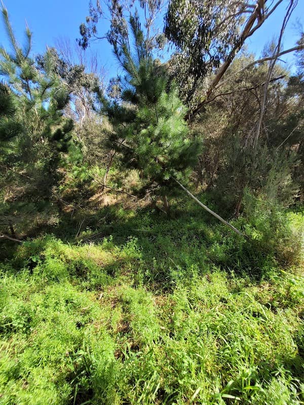 Ashwood Wetlands - Image 3