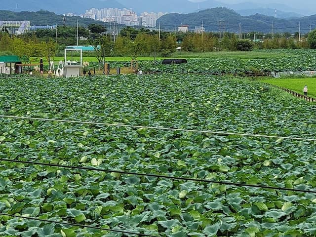 Banyawol Lotus Complex - Image 1