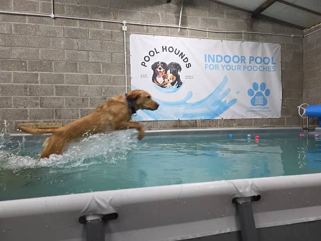 Pool Hounds NI - Image 1