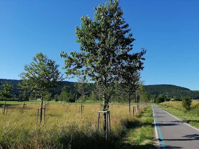 Jubiläums- und Geburtsbäume Tuttlingen - Image 1