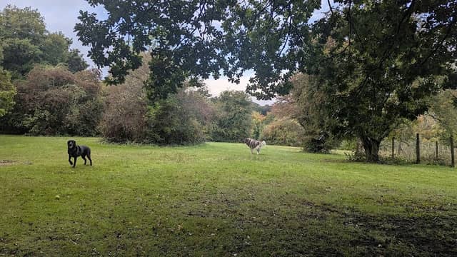 Yogis Field - Image 2
