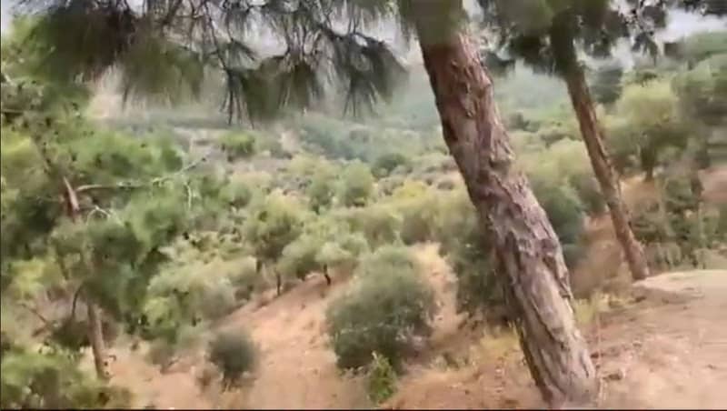 Orhi Ormanı - Image 1