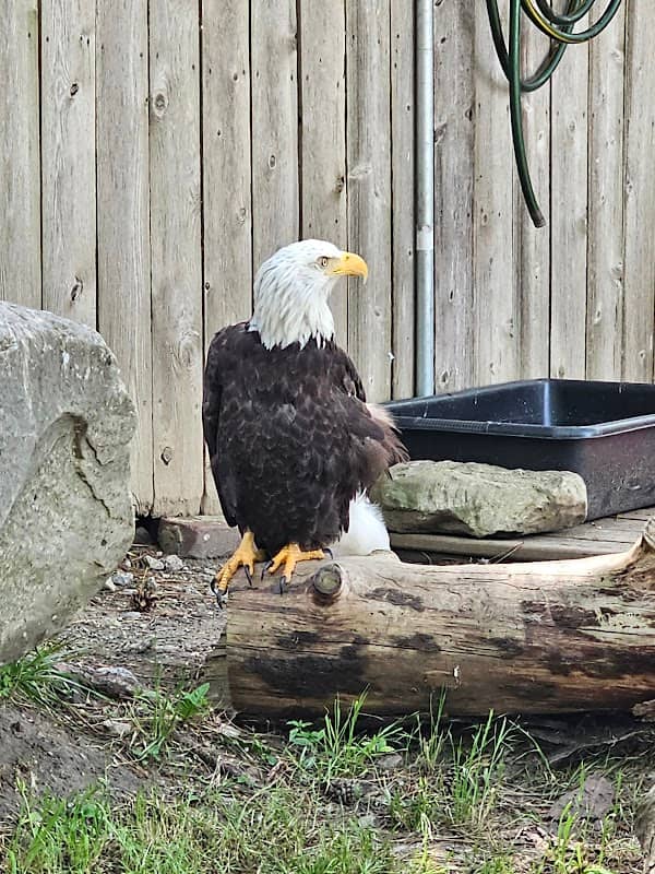 Saginaw Children's Zoo - Image 2