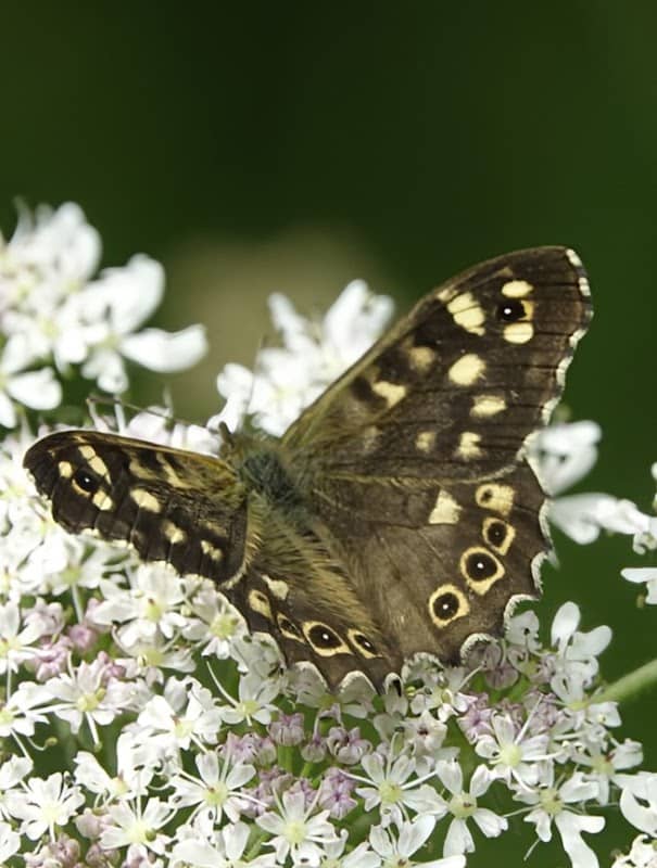 Kelham Bridge Nature Reserve - Image 1