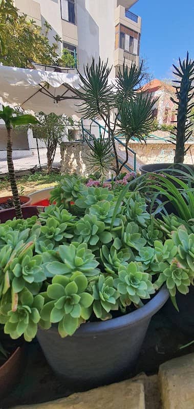 Moussa's garden - Image 2