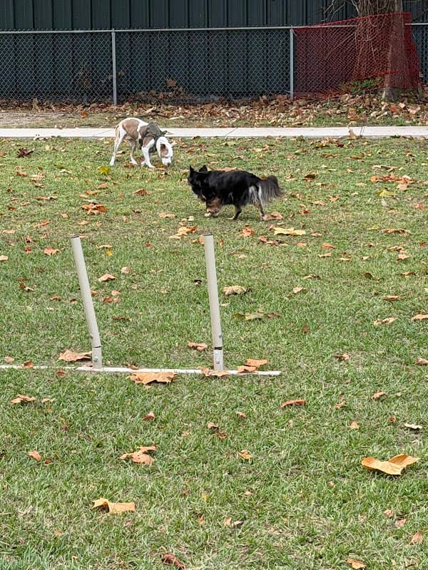 Arabi dog park - Image 1