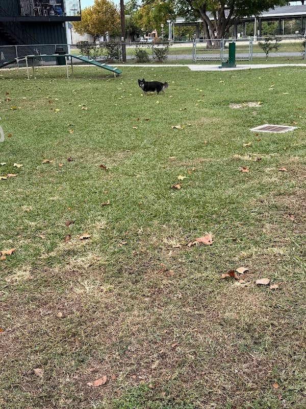 Arabi dog park - Image 2
