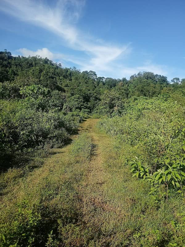kebun nasyir 2 - Image 1