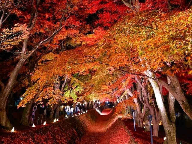 Lake Kawaguchi Maple Corridor - Image 1