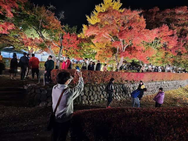Lake Kawaguchi Maple Corridor - Image 3