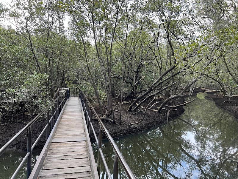 Lane Cove Mangrove Walkway - Image 3