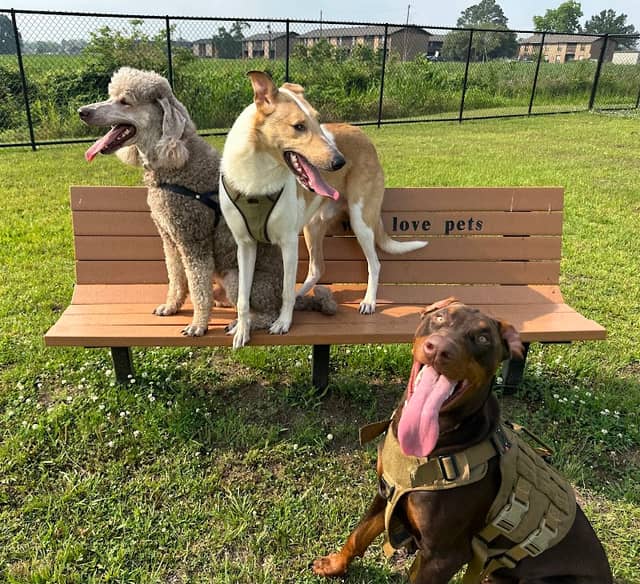 Skye's Dream Dog Park - Image 1