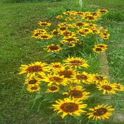LauraLees's Daisy Farm - Image 1