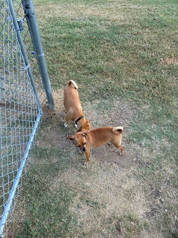 Dog Park - Image 1