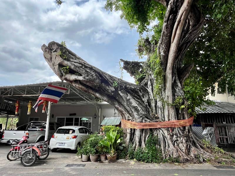 The Big Old Tree - Image 1