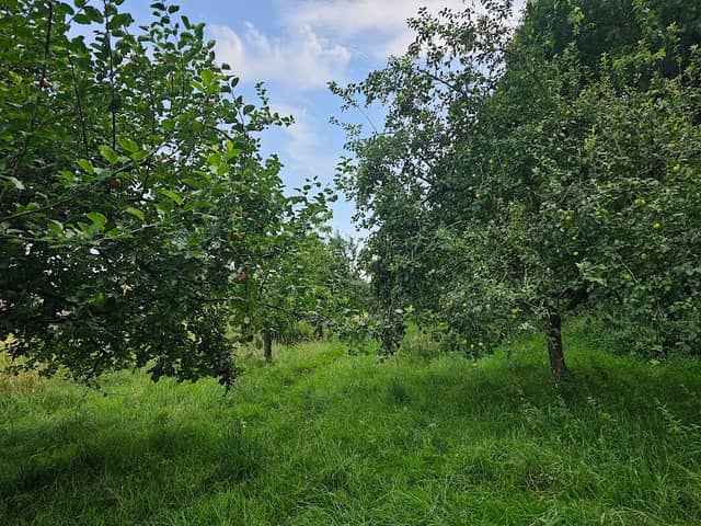 Streuobstwiese Stadt Werther - Image 1