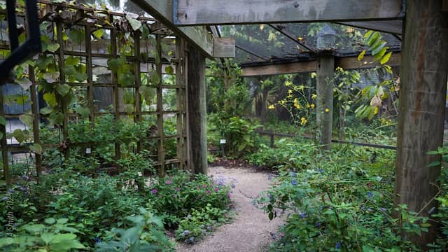 KAREN WERTHEIMER BUTTERFLY HABITAT - Image 3