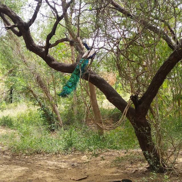 KULISH SMRITI VAN - Image 1